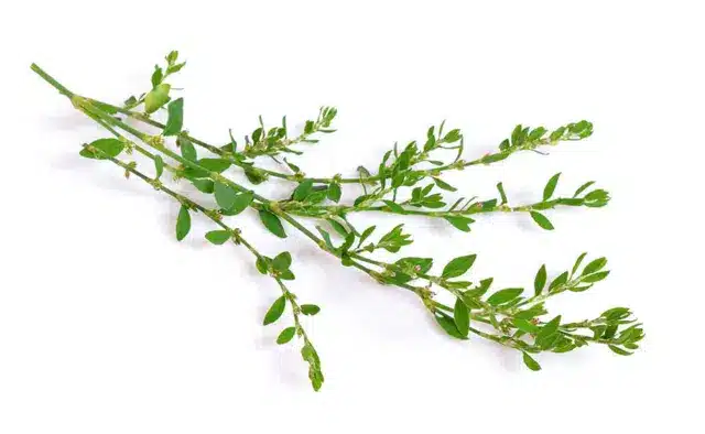 Knotweed extract