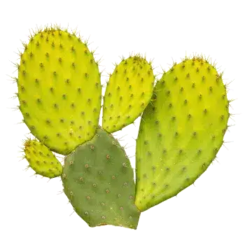 Prickly pear (nopal) stem extract 10:1