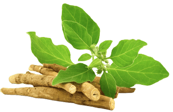 Knotgrass