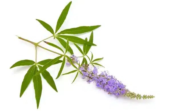 Chasteberry