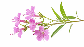 Willow herb extract